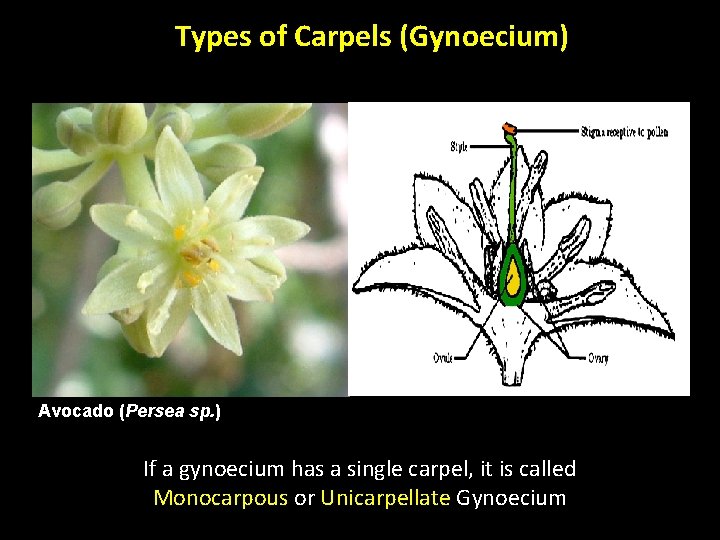 Types of Carpels (Gynoecium) Avocado (Persea sp. ) If a gynoecium has a single Types of Carpels (Gynoecium) Avocado (Persea sp. ) If a gynoecium has a single