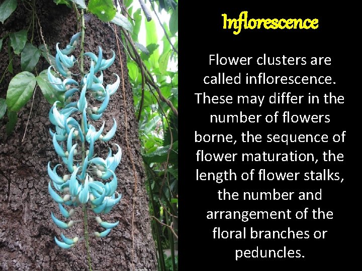 Inflorescence Flower clusters are called inflorescence. These may differ in the number of flowers Inflorescence Flower clusters are called inflorescence. These may differ in the number of flowers