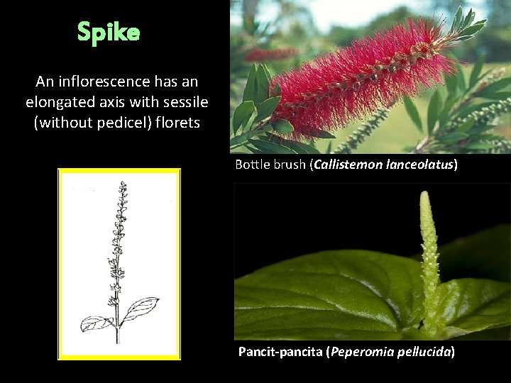 Spike An inflorescence has an elongated axis with sessile (without pedicel) florets Bottle brush Spike An inflorescence has an elongated axis with sessile (without pedicel) florets Bottle brush