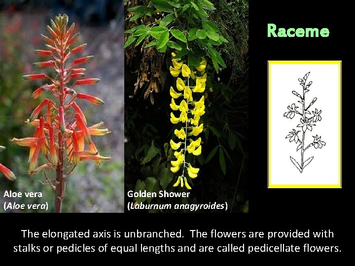Raceme Aloe vera (Aloe vera) Golden Shower (Laburnum anagyroides) The elongated axis is unbranched. Raceme Aloe vera (Aloe vera) Golden Shower (Laburnum anagyroides) The elongated axis is unbranched.