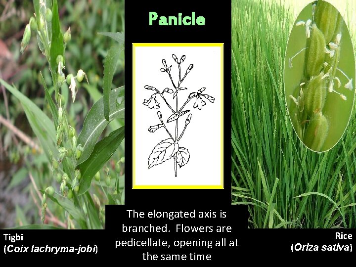 Panicle Tigbi (Coix lachryma-jobi) The elongated axis is branched. Flowers are pedicellate, opening all Panicle Tigbi (Coix lachryma-jobi) The elongated axis is branched. Flowers are pedicellate, opening all