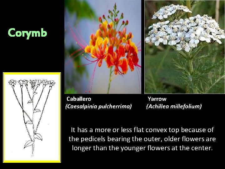 Corymb Caballero (Caesalpinia pulcherrima) Yarrow (Achillea millefolium) It has a more or less flat Corymb Caballero (Caesalpinia pulcherrima) Yarrow (Achillea millefolium) It has a more or less flat