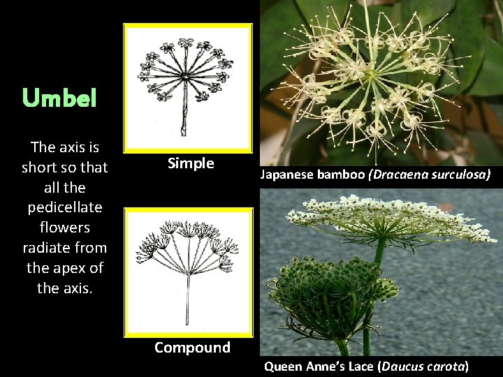 Umbel The axis is short so that all the pedicellate flowers radiate from the Umbel The axis is short so that all the pedicellate flowers radiate from the