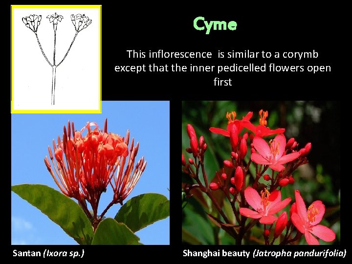Cyme This inflorescence is similar to a corymb except that the inner pedicelled flowers Cyme This inflorescence is similar to a corymb except that the inner pedicelled flowers