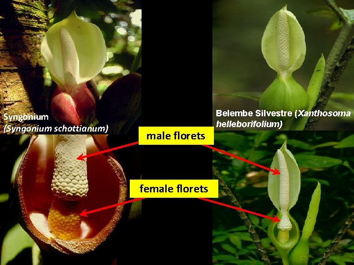Syngonium (Syngonium schottianum) male florets female florets Belembe Silvestre (Xanthosoma helleborifolium) Syngonium (Syngonium schottianum) male florets female florets Belembe Silvestre (Xanthosoma helleborifolium)