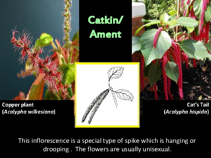 Catkin/ Ament Copper plant (Acalypha wilkesiana) Cat’s Tail (Acalypha hispida) This inflorescence is a Catkin/ Ament Copper plant (Acalypha wilkesiana) Cat’s Tail (Acalypha hispida) This inflorescence is a