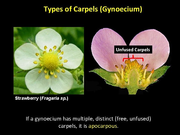Types of Carpels (Gynoecium) Unfused Carpels Strawberry (Fragaria sp. ) If a gynoecium has Types of Carpels (Gynoecium) Unfused Carpels Strawberry (Fragaria sp. ) If a gynoecium has