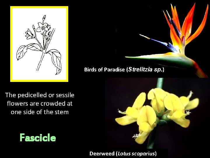 Birds of Paradise (Strelitzia sp. ) The pedicelled or sessile flowers are crowded at Birds of Paradise (Strelitzia sp. ) The pedicelled or sessile flowers are crowded at
