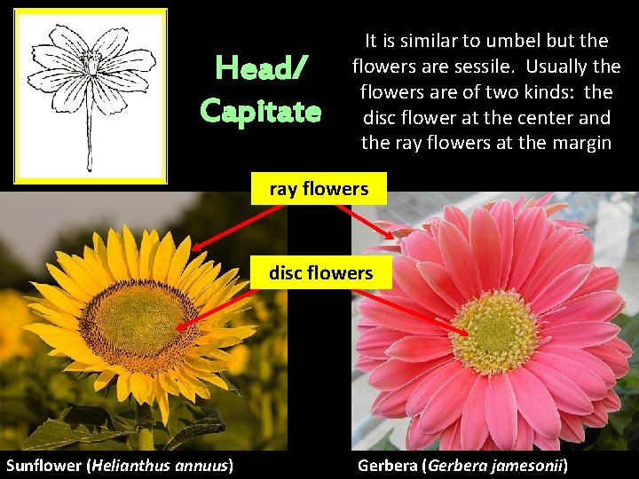 Head/ Capitate It is similar to umbel but the flowers are sessile. Usually the Head/ Capitate It is similar to umbel but the flowers are sessile. Usually the