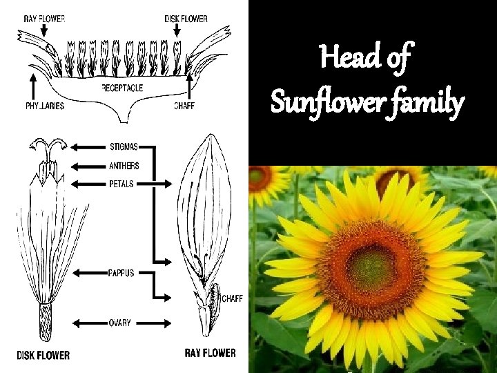 Head of Sunflower family Head of Sunflower family