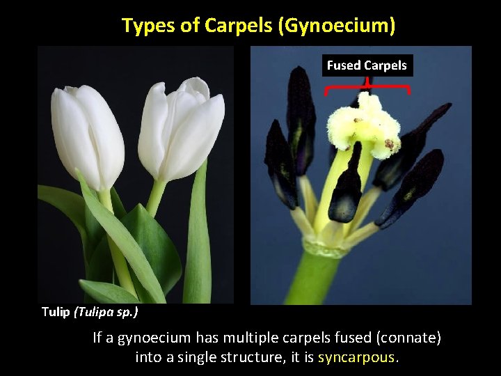 Types of Carpels (Gynoecium) Fused Carpels Tulip (Tulipa sp. ) If a gynoecium has Types of Carpels (Gynoecium) Fused Carpels Tulip (Tulipa sp. ) If a gynoecium has