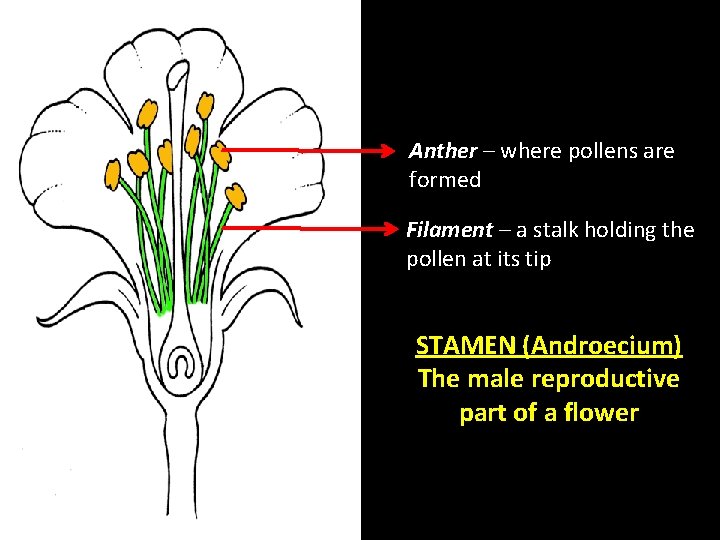 Anther – where pollens are formed Filament – a stalk holding the pollen at Anther – where pollens are formed Filament – a stalk holding the pollen at
