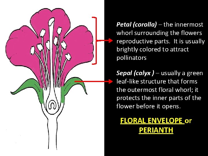 Petal (corolla) – the innermost whorl surrounding the flowers reproductive parts. It is usually Petal (corolla) – the innermost whorl surrounding the flowers reproductive parts. It is usually