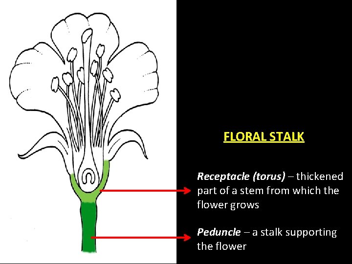 FLORAL STALK Receptacle (torus) – thickened part of a stem from which the flower FLORAL STALK Receptacle (torus) – thickened part of a stem from which the flower