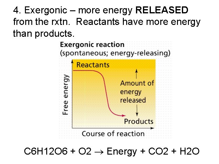 4. Exergonic – more energy RELEASED from the rxtn. Reactants have more energy than