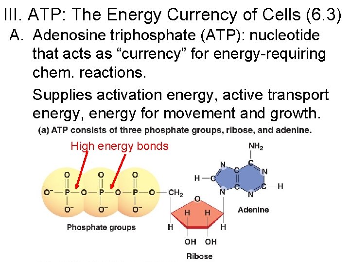 III. ATP: The Energy Currency of Cells (6. 3) A. Adenosine triphosphate (ATP): nucleotide