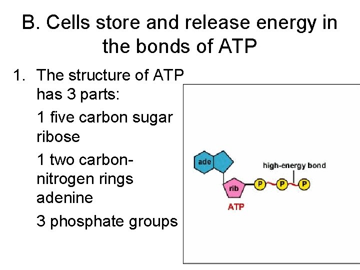 B. Cells store and release energy in the bonds of ATP 1. The structure