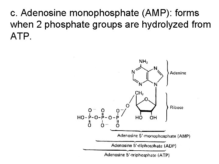 c. Adenosine monophosphate (AMP): forms when 2 phosphate groups are hydrolyzed from ATP. 