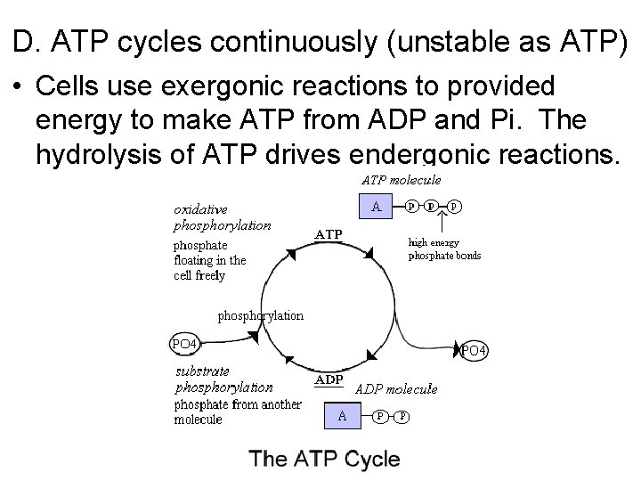 D. ATP cycles continuously (unstable as ATP) • Cells use exergonic reactions to provided