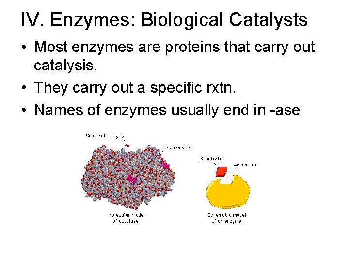 IV. Enzymes: Biological Catalysts • Most enzymes are proteins that carry out catalysis. •