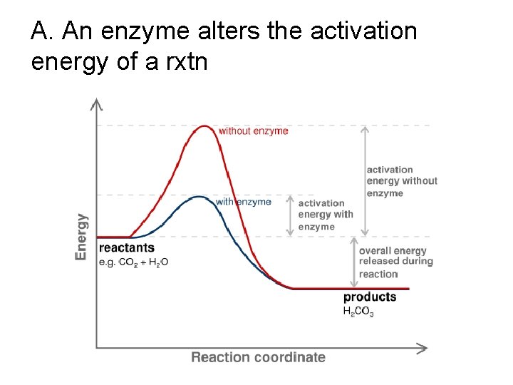 A. An enzyme alters the activation energy of a rxtn 