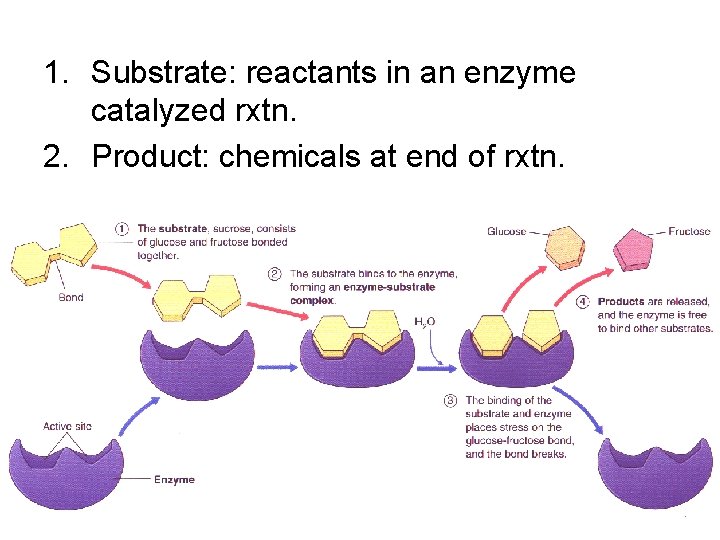 1. Substrate: reactants in an enzyme catalyzed rxtn. 2. Product: chemicals at end of