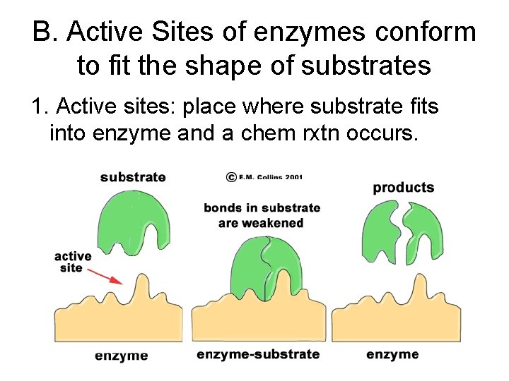 B. Active Sites of enzymes conform to fit the shape of substrates 1. Active