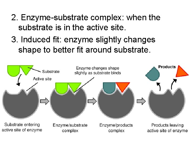 2. Enzyme-substrate complex: when the substrate is in the active site. 3. Induced fit: