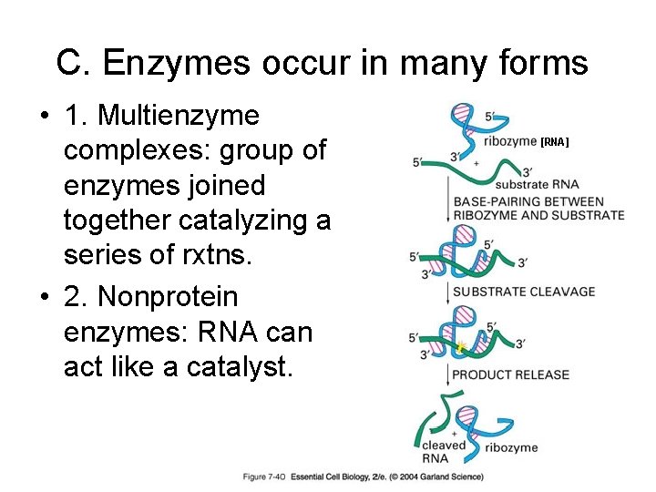 C. Enzymes occur in many forms • 1. Multienzyme complexes: group of enzymes joined
