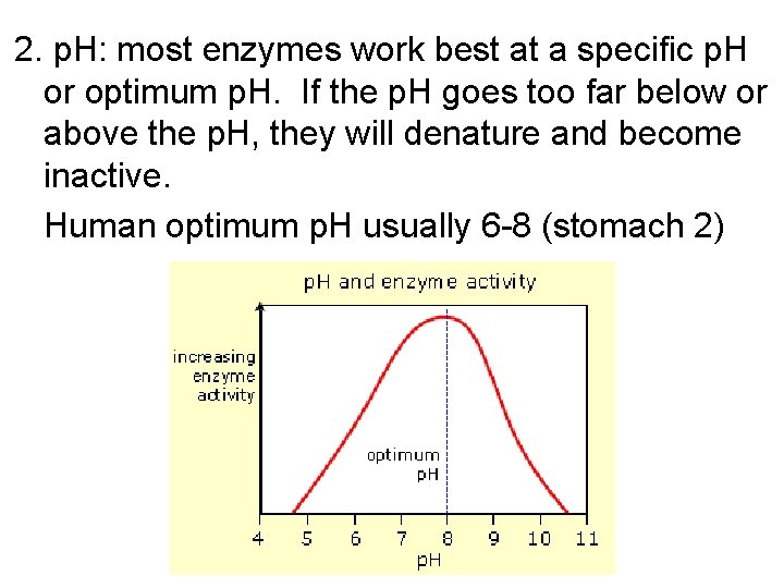 2. p. H: most enzymes work best at a specific p. H or optimum