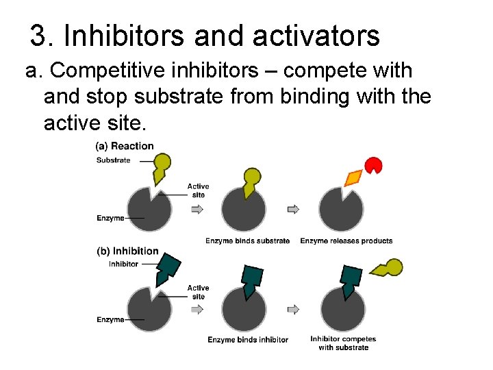 3. Inhibitors and activators a. Competitive inhibitors – compete with and stop substrate from