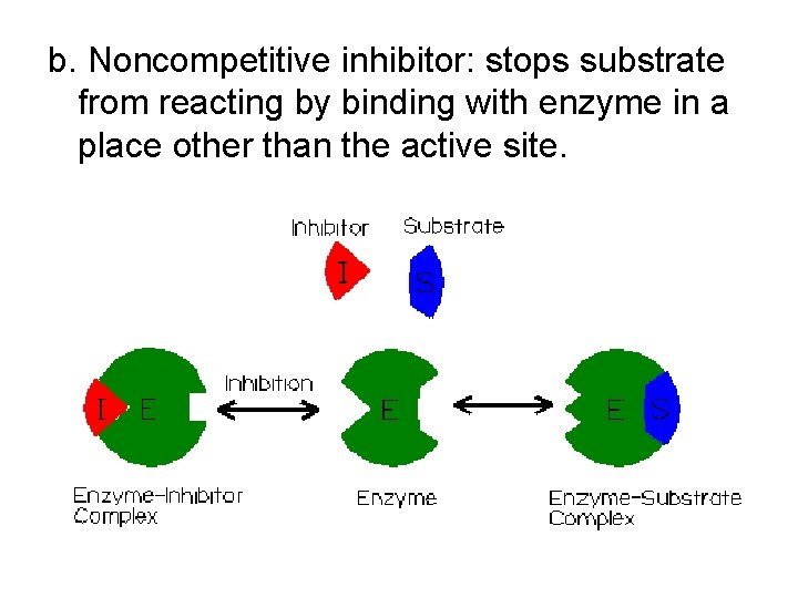 b. Noncompetitive inhibitor: stops substrate from reacting by binding with enzyme in a place