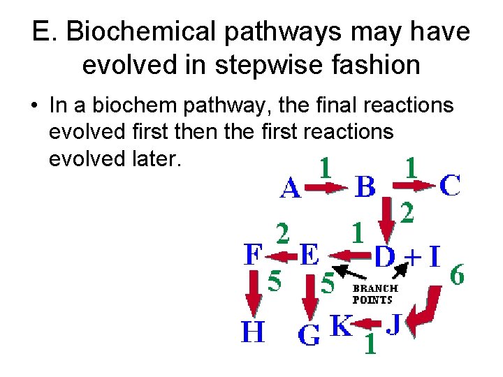 E. Biochemical pathways may have evolved in stepwise fashion • In a biochem pathway,