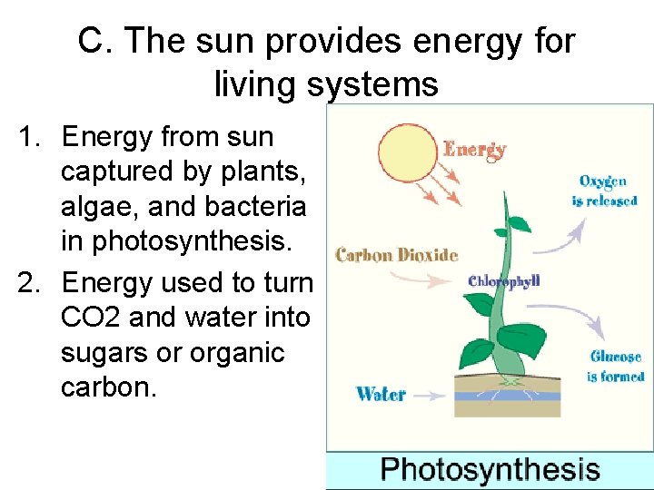C. The sun provides energy for living systems 1. Energy from sun captured by