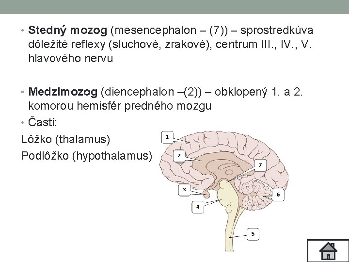  • Stedný mozog (mesencephalon – (7)) – sprostredkúva dôležité reflexy (sluchové, zrakové), centrum