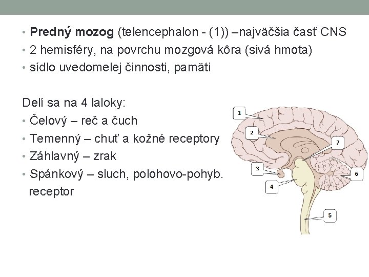  • Predný mozog (telencephalon - (1)) –najväčšia časť CNS • 2 hemisféry, na