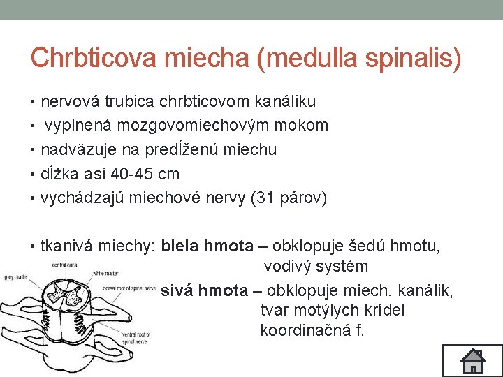 Chrbticova miecha (medulla spinalis) • nervová trubica chrbticovom kanáliku • vyplnená mozgovomiechovým mokom •