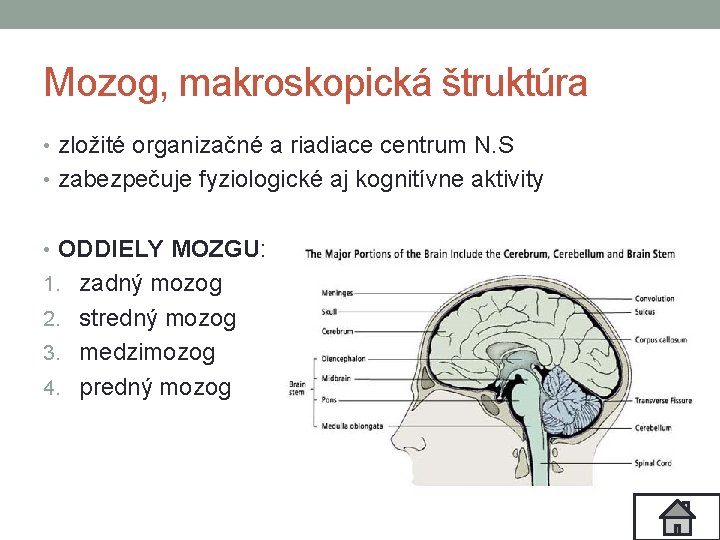 Mozog, makroskopická štruktúra • zložité organizačné a riadiace centrum N. S • zabezpečuje fyziologické