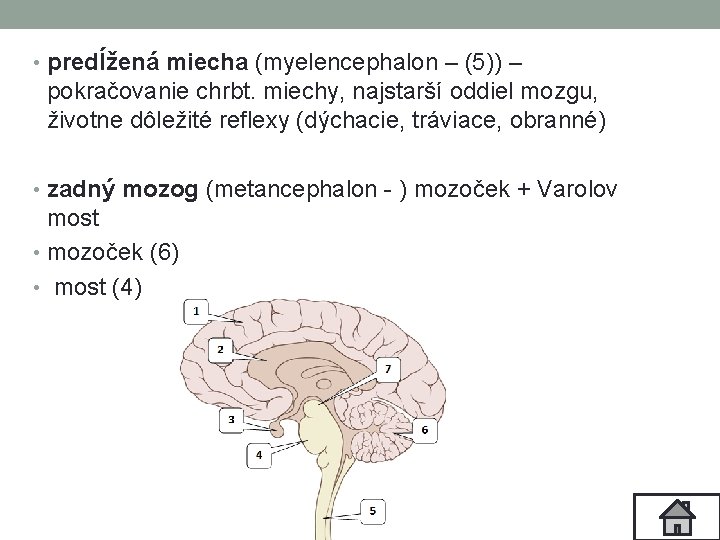  • predĺžená miecha (myelencephalon – (5)) – pokračovanie chrbt. miechy, najstarší oddiel mozgu,