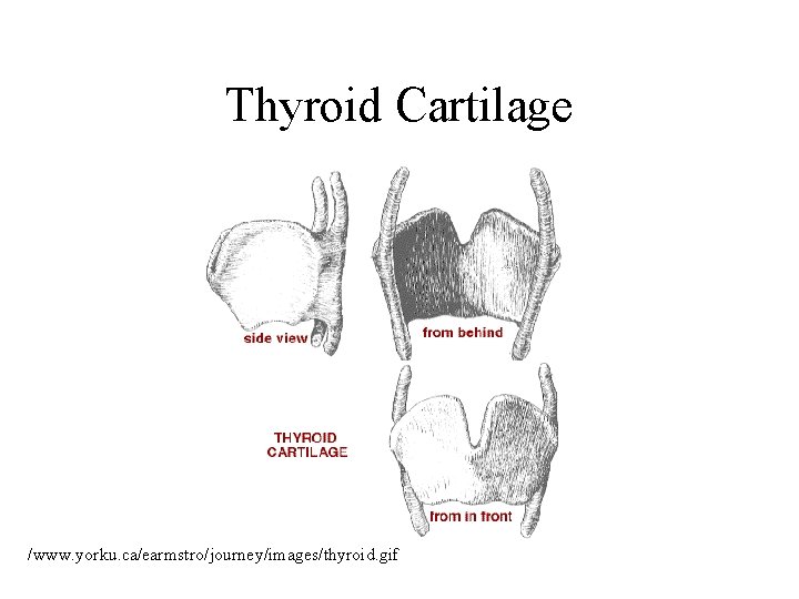 Thyroid Cartilage /www. yorku. ca/earmstro/journey/images/thyroid. gif 