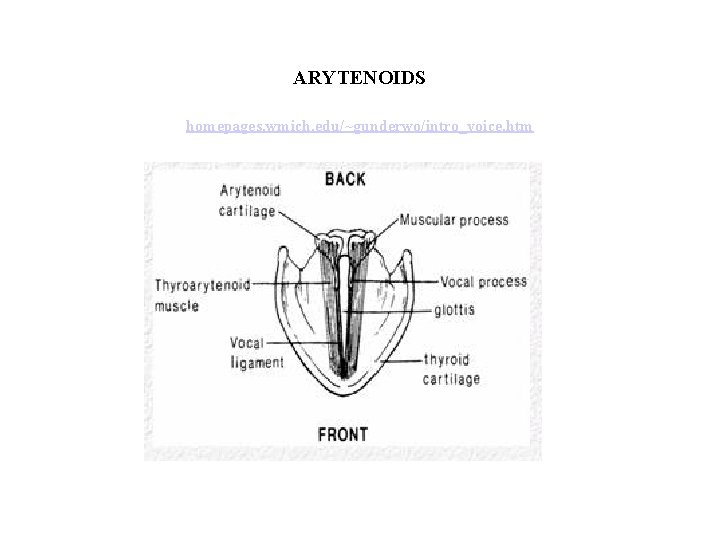 ARYTENOIDS homepages. wmich. edu/~gunderwo/intro_voice. htm 