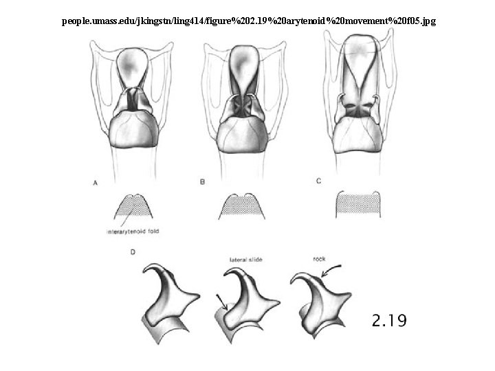 people. umass. edu/jkingstn/ling 414/figure%202. 19%20 arytenoid%20 movement%20 f 05. jpg 
