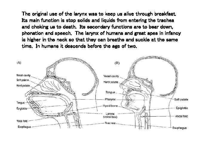 The original use of the larynx was to keep us alive through breakfast. Its