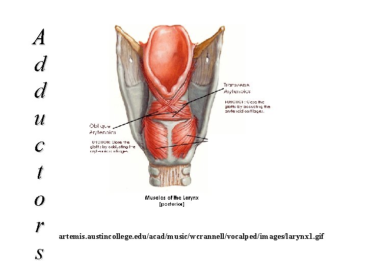 A d d u c t o r s artemis. austincollege. edu/acad/music/wcrannell/vocalped/images/larynx 1. gif
