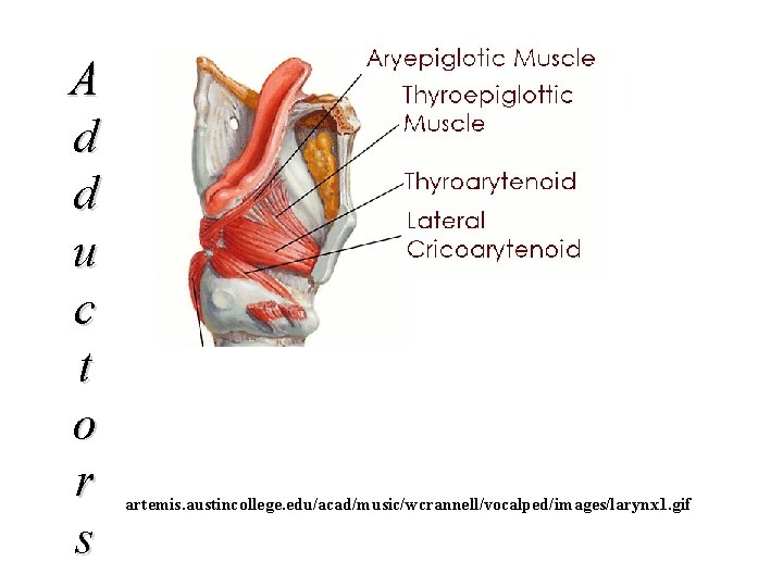 A d d u c t o r s artemis. austincollege. edu/acad/music/wcrannell/vocalped/images/larynx 1. gif