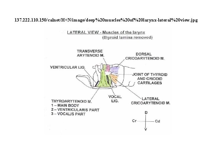 137. 222. 110. 150/calnet/H+N/image/deep%20 muscles%20 of%20 larynx-lateral%20 view. jpg 