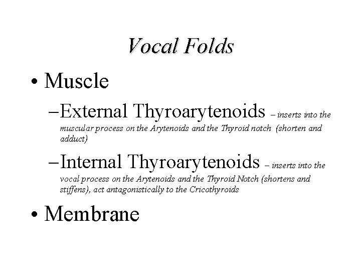 Vocal Folds • Muscle – External Thyroarytenoids – inserts into the muscular process on