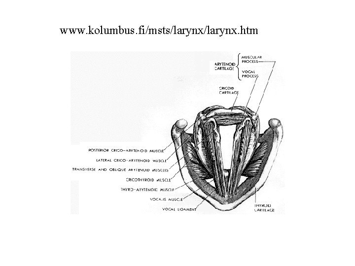 www. kolumbus. fi/msts/larynx. htm 