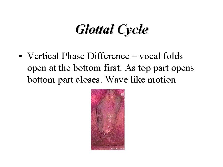 Glottal Cycle • Vertical Phase Difference – vocal folds open at the bottom first.