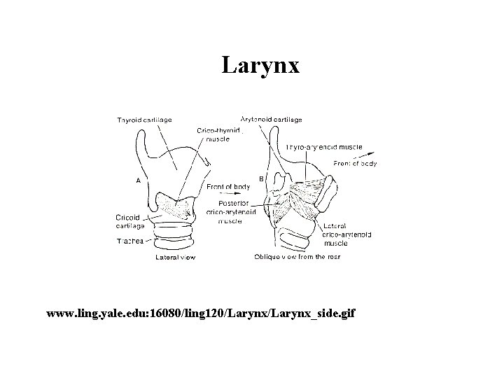 Larynx www. ling. yale. edu: 16080/ling 120/Larynx_side. gif 